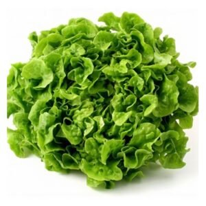 Lechuga Marina Unidad