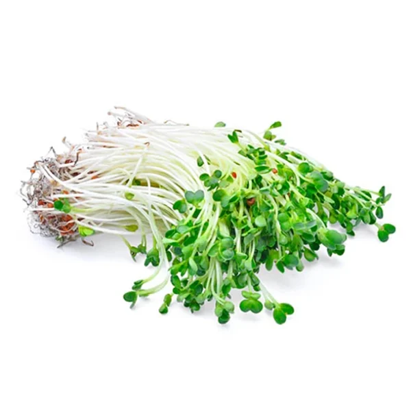 Brotes de Alfalfa